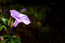 Close-up Purple Morning Glory Flower With Vine Leaf