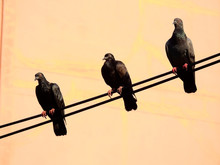 Pigeons On Electric Wire Cable In Street