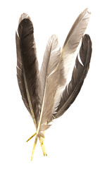 Natural bird feathers isolated on a white background. pile pigeon, chicken and goose feathers close-up. stack  bird feathers