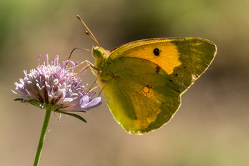 Wall Mural - Butterfly (marigold) foraging for a flower