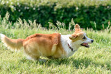 Fototapeta Psy - dog breeds corgi runs off on a walk