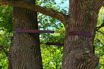 One very old oak tree with two trunks. The two trunks are connected to each other with a metal tape. The Arboretum Oleksandriya, Bila Tserkva, Ukraine