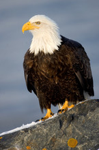 Bald Eagle Perched On Rock In Winter, Taken In Alaska