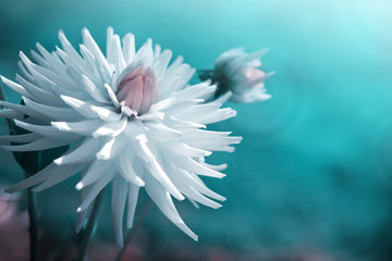 White dahlia isolated on blur green background.