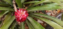 Flowering Bromeliad Plant