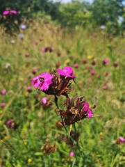 Wall Mural - Pink flowers in the field - Dianthus carthusianorum