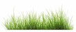Green grass, isolated on a white background