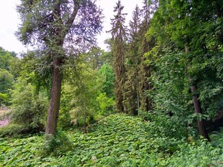 Summer landscape, trees in the forest