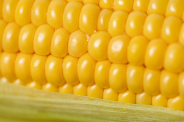 The ear of corn close-up photo of delicious and healthy food.natural corn plucked from the field