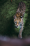 Portrait d'un ocelot - Félin d'amérique - Leopardus pardalis