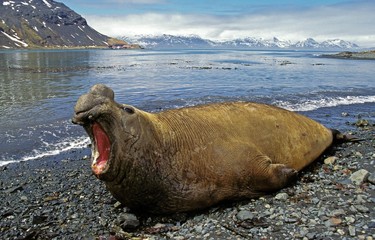 Wall Mural - southern elephant seal, mirounga leonina, male laying on beach in defensive posture, antarctica