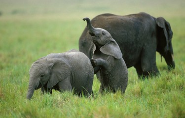 Sticker - African Elephant, loxodonta africana, Calf Playing, Amboseli Park in Kenya