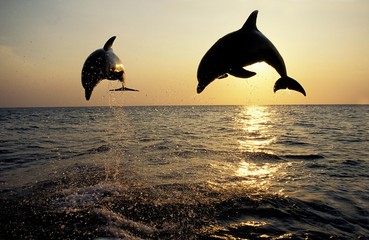 Wall Mural - bottlenose dolphin, tursiops truncatus, leap at sunset, honduras