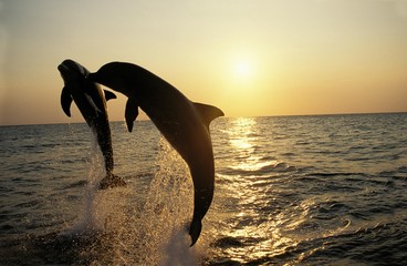 Wall Mural - bottlenose dolphin, tursiops truncatus, leap at sunset, honduras
