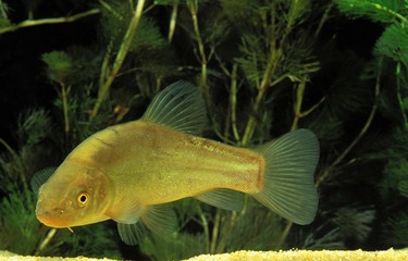 Wall Mural - tench, tinca tinca