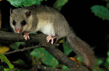 Wall Mural - edible dormouse, glis glis, adult standing on branch