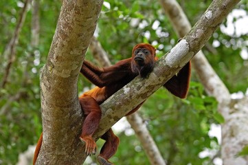 Wall Mural - red howler monkey, alouatta seniculus, adult standing in tree, los lianos in venezuela
