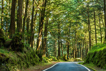 Wall Mural - The asphalt road through in forest, Alishan Forest Recreation Area in Chiayi, Taiwan.