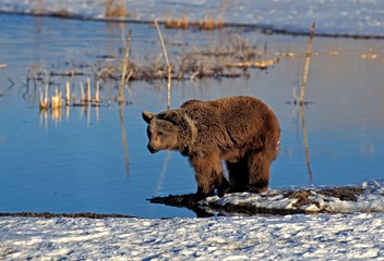 Wall Mural - Grizzly Bear, ursus arctos horribilis, Adult standing on Snow, Alaska