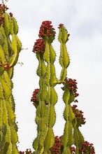 Blooming Spurge, Euphorbia Sp., Kenya