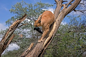 Wall Mural - caracal, caracal caracal, adult with a kill, a cape glossy-starling, lamprotornis nitens, namibia