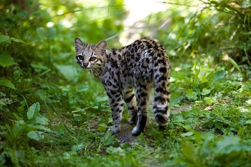 Wall Mural - Tiger Cat or Oncilla, leopardus tigrinus, Adult standing in Long Grass