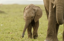 Elephant Mother And Young Calf