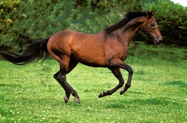 Wall Mural - English thoroughbred Horse Galloping through Paddock