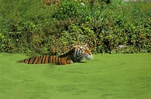 Bengal Tiger, Panthera Tigris Tigris, Adult Standing In Water