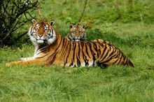 Sumatran Tiger, Panthera Tigris Sumatrae, Mother With Cub