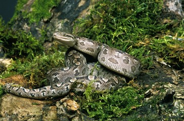 Poster - Argentine Rainbow Boa, epicrates cenchria alvarezi