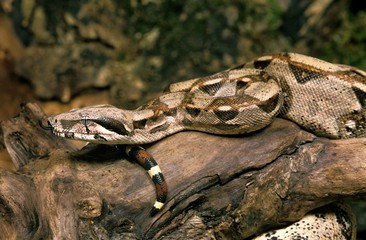 Wall Mural - boa constrictor, boa constrictor