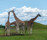 Fototapeta Sawanna - Wild Animal Giraffe Family in Hamilton Lion Safari, Ontario, Canada