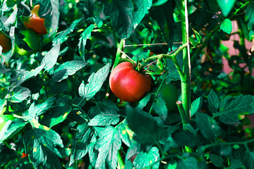 Wall Mural - ripe red tomato on a background of juicy foliage