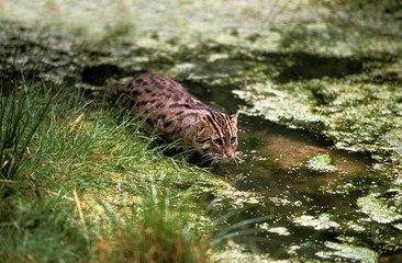 Canvas Print - Fishing Cat, prionailurus viverrinus, Adult standing in Water