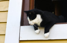 Black White Cat Is Leaning Out Of The Small Window Of Wooden Cottage