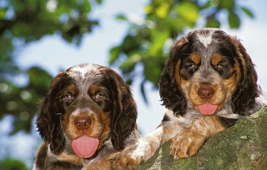 Poster - Picardy Spaniel Puppies