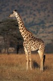 Fototapeta Zwierzęta - Masai Giraffe, giraffa camelopardalis tippelskirchi, Adult in Savanna, Masai Mara Park in Kenya