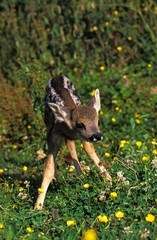 Sticker - Roe Deer, capreolus capreolus, Fawn standing on Flowers, Normandy