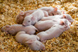 © Luke Mattson/Stocksy - Piglets in Pile