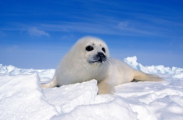 Wall Mural - harp seal, pagophilus groenlandicus, pup standng on icefield, magdalena islands in canada