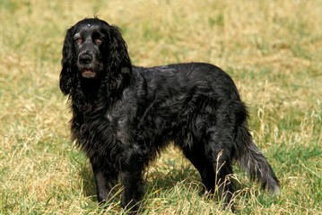 Wall Mural - Blue Picardy Spaniel Dog standing on Grass