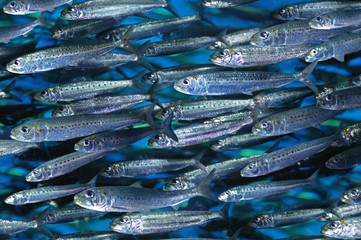 Wall Mural - shoal of sardines, sardinops sagax