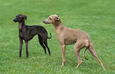 Wall Mural - italian greyhound, dog standing on lawn