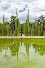 Tourist Walking Through A Dense Cacti Garden, Mexico