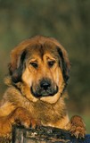 Fototapeta Psy - Tibetan Mastiff Dog, Portrait of Adult