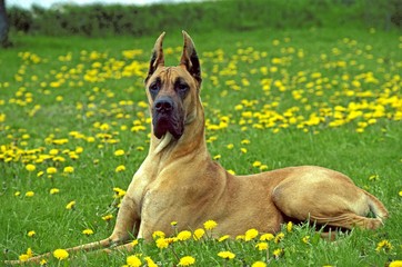 Wall Mural - great dane or german mastiff laying in dandelion's flowers, (old standard breed with cut ears)