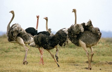 Wall Mural - ostrich, struthio camelus, group with females and males, nairobi park in kenya