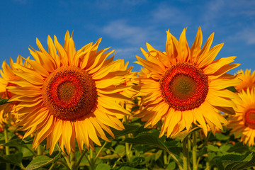 Two large sunflowers grow on the field against the blue sky in white clouds