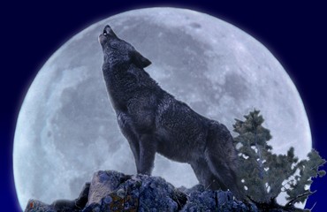 Naklejka na meble European Wolf, canis lupus, Adult Howling at the Moon